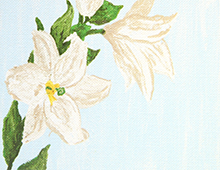 Kort med maleri av hvite liljer på lyseblå bakgrunn. Bilde.