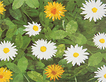 Kort med motiv av hvite og gule blomster på grønt underlag med blader. Bilde.