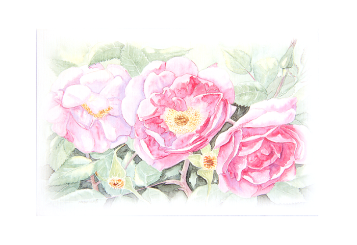 Kort med malt motiv av tre roser på en nypebusk. Bilde.