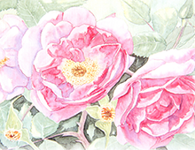 Kort med malt motiv av tre roser på en nypebusk. Bilde.