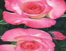 To rosa roser kallt tvillingroser med grønne blader på mørk bakgrunn. Bilde.