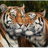 Puslespill med motiv at to tigre. Bilde