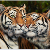 Puslespill med motiv at to tigre. Bilde